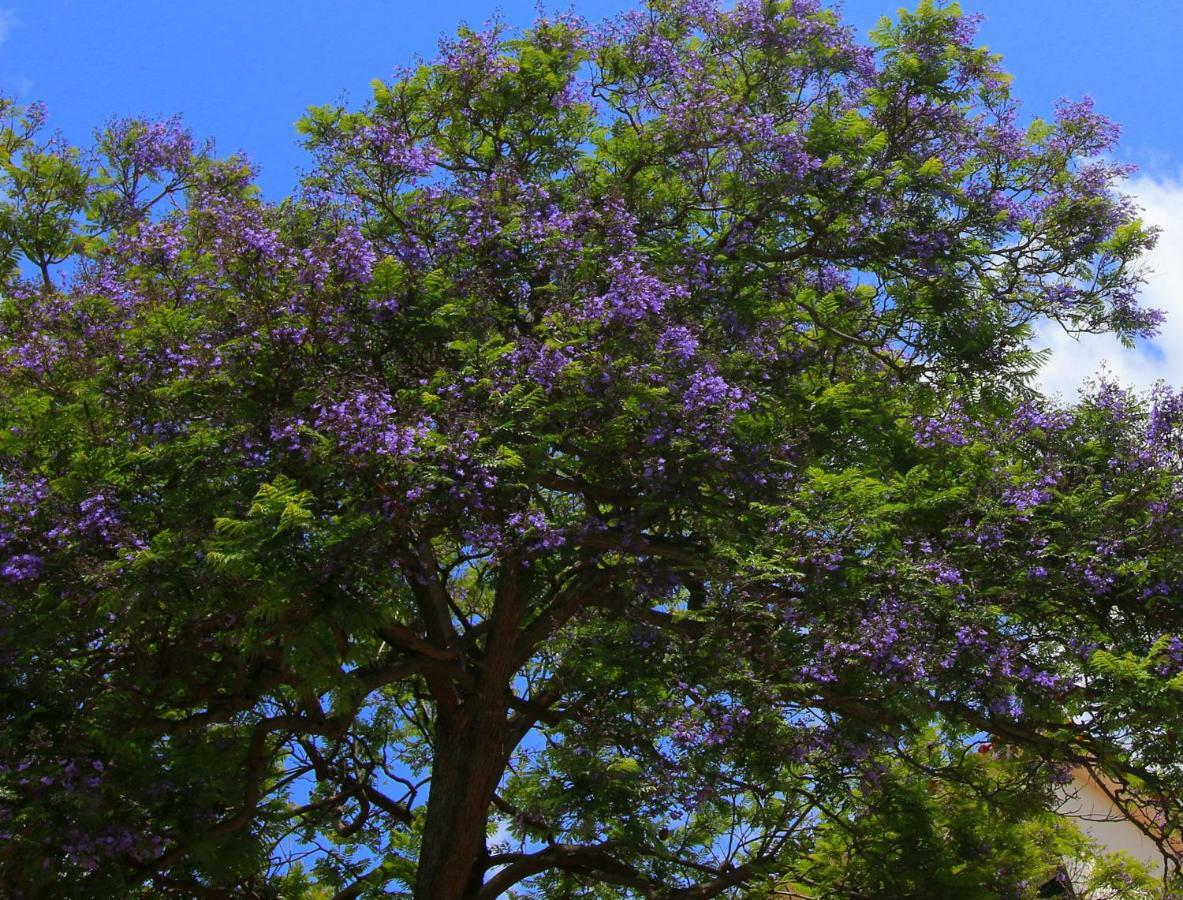 Quinta Araucaria Funchal Daire Funchal  Dış mekan fotoğraf
